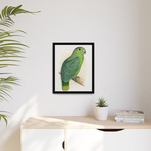 Mealy Amazon (Amazona farinosa) colored wood-engraved plate by Alexander Francis Lydon