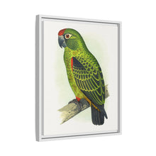 Placa grabada en madera de color loro de Jardine (Poicephalus gulielmi gulielmi) de Alexander Francis Lydon. 