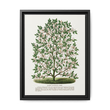 Hardy Magnolia tree lithograph. Digitally enhanced from our own original 1900 edition plates of Botanical Specimen published by Rochester Lithographing - NOMADEN ART GALLERY