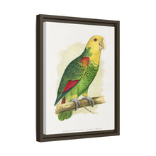 Double-Fronted or Le Vaillant's Amazon (Amazona oratrix) colored wood-engraved plate by Alexander Francis Lydon.