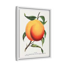 Foster peach lithograph. Digitally enhanced from our own original 1900 edition plates of Botanical Specimen published by Rochester Lithographing