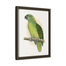 Lydon's Yellow-Naped Amazon | Vintage Parrot Wall Art Print