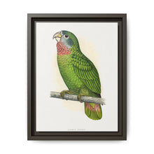 Jamaica Parrot (Amazona collaria) colored wood-engraved plate by Alexander Francis Lydon - NOMADEN ART GALLERY