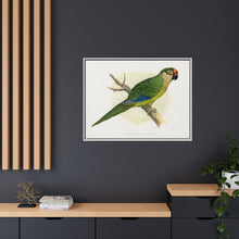 Golden-Crowned Conure (Aratinga auricapillus) colored wood-engraved plate by Alexander Francis Lydon