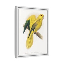 Golden or Queen Bavaria's Parrot (Guaruba guarouba) colored wood-engraved plate by Alexander Francis Lydon.