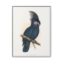 Great Black Cockatoo (Probosciger aterrimus) colored wood-engraved plate by Alexander Francis Lydon - NOMADEN ART GALLERY