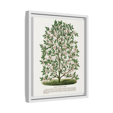 Hardy Magnolia tree lithograph. Digitally enhanced from our own original 1900 edition plates of Botanical Specimen published by Rochester Lithographing