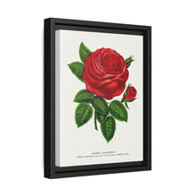 Red rose, General Jacquemont flower lithograph. Digitally enhanced from our own original 1900 edition plates of Botanical Specimen published by Rochester Lithographing - NOMADEN ART GALLERY