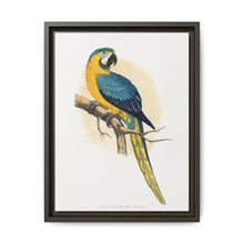 Blue and Yellow Macaw (Ara ararauna) colored wood-engraved plate by Alexander Francis Lydon - NOMADEN ART GALLERY