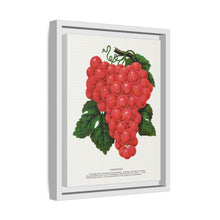 Vergennes grape lithograph. Digitally enhanced from our own original 1900 edition plates of Botanical Specimen published by Rochester Lithographing