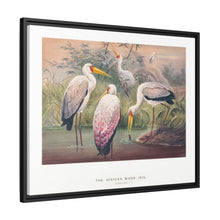 The African Wood Ibis from Zoological sketches (1861-1867) by Joseph Wolf and Philip Lutley Sclater