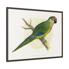 Golden-Crowned Conure (Aratinga auricapillus) colored wood-engraved plate by Alexander Francis Lydon