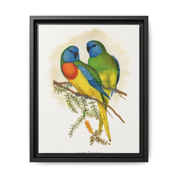 Splendid Parrakeet (Neophema splendida) colored wood-engraved plate by Alexander Francis Lydon - NOMADEN ART GALLERY