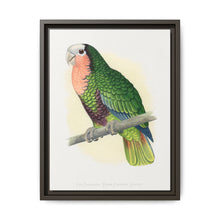 Red-Throated White-Fronted Amazon (Amazona leucocephala) colored wood-engraved plate by Alexander Francis Lydon. - NOMADEN ART GALLERY