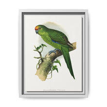 Golden-Crowned Parrakeet (Cyanoramphus auriceps) colored wood-engraved plate by Alexander Francis Lydon - NOMADEN ART GALLERY