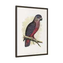 Dusky or Violet Parrot (Pionus fuscus) colored wood-engraved plate by Alexander Francis Lydon.