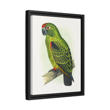 Placa grabada en madera de color loro de Jardine (Poicephalus gulielmi gulielmi) de Alexander Francis Lydon. 