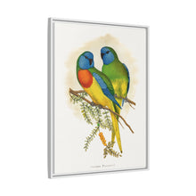 Prachtsittich (Neophema splendida) farbige Holzstichplatte von Alexander Francis Lydon