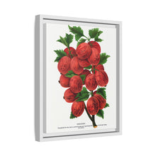 Industry Gooseberry lithograph. Digitally enhanced from our own original 1900 edition plates of Botanical Specimen published by Rochester Lithographing