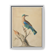 Coracias Benghalensis by Sarah Stone - NOMADEN ART GALLERY