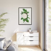 Rose, Perpetual White Moss lithograph. Digitally enhanced from our own original 1900 edition plates of Botanical Specimen published by Rochester Lithographing