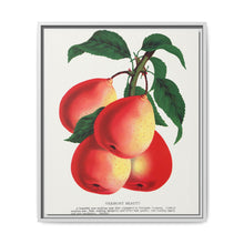 Vermont Beauty pear lithograph. Digitally enhanced from our own original 1900 edition plates of Botanical Specimen published by Rochester Lithographing - NOMADEN ART GALLERY