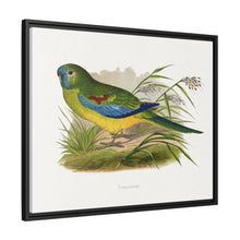 Turquoisine (Neophema pulchella) colored wood-engraved plate by Alexander Francis Lydon