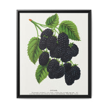 Snyder Blackberry lithograph from Botanical Specimen published by Rochester Lithographing - NOMADEN ART GALLERY