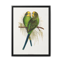 Budgerigar (Melopsittacus undulatus) colored wood-engraved plate by Alexander Francis Lydon - NOMADEN ART GALLERY