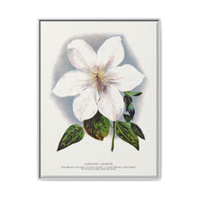 Clematis flower lithograph. Digitally enhanced from our own original 1900 edition plates of Botanical Specimen published by Rochester Lithographing - NOMADEN ART GALLERY