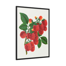 Shaffer's Colossal Raspberry Lithograph (1900)