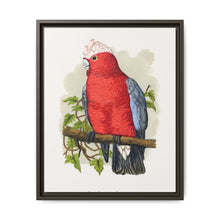Rose-Breasted Cockatoo (Eolophus roseicapillus) colored wood-engraved plate by Alexander Francis Lydon. - NOMADEN ART GALLERY