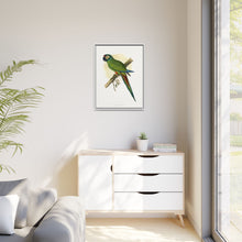 llliger's Macaw (Primolius maracana) colored wood-engraved plate by Alexander Francis Lydon