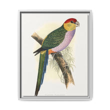 Pileated Parrakeet (Pionopsitta pileata) colored wood-engraved plate by Alexander Francis Lydon. - NOMADEN ART GALLERY