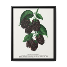 Lucretia Dewberry lithograph. Digitally enhanced from our own original 1900 edition plates of Botanical Specimen published by Rochester Lithographing - NOMADEN ART GALLERY