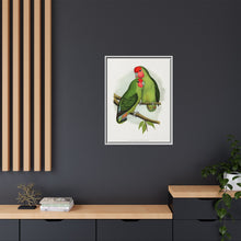 Rosy-Faced Love-Bird (Agapornis roseicollis) colored wood-engraved plate by Alexander Francis Lydon.