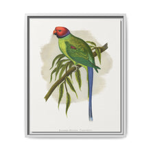 Blossom-Headed Parrakeet (Psittacula roseata) colored wood-engraved plate by Alexander Francis Lydon. - NOMADEN ART GALLERY