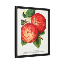 Duchess of Oldenburg apples lithograph from Botanical Specimen published by Rochester Lithographing