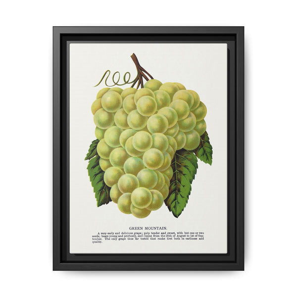 Green Mountain grape lithograph. Digitally enhanced from our own original 1900 edition plates of Botanical Specimen published by Rochester Lithographing - NOMADEN ART GALLERY