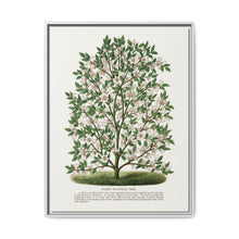 Hardy Magnolia tree lithograph. Digitally enhanced from our own original 1900 edition plates of Botanical Specimen published by Rochester Lithographing - NOMADEN ART GALLERY