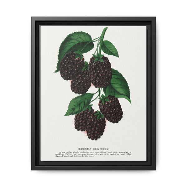Lucretia Dewberry lithograph. Digitally enhanced from our own original 1900 edition plates of Botanical Specimen published by Rochester Lithographing - NOMADEN ART GALLERY