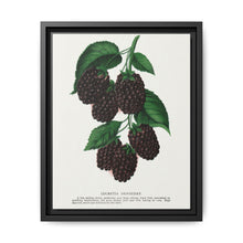 Lucretia Dewberry lithograph. Digitally enhanced from our own original 1900 edition plates of Botanical Specimen published by Rochester Lithographing - NOMADEN ART GALLERY
