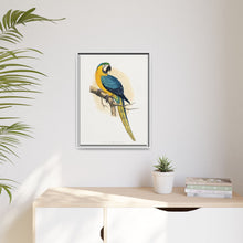 Blue and Yellow Macaw (Ara ararauna) colored wood-engraved plate by Alexander Francis Lydon