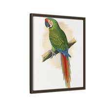 Soldatenara (Ara militaris) farbige Holzstichplatte von Alexander Francis Lydon