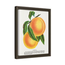 Champion plum lithograph from Botanical Specimen published by Rochester Lithographing
