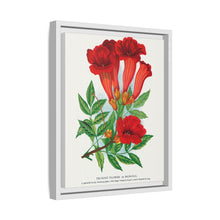 Trumpet flower lithograph. Digitally enhanced from our own original 1900 edition plates of Botanical Specimen published by Rochester Lithographing