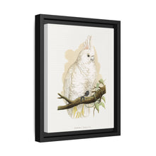 Goffin's Cockatoo (Cacatua goffiniana) colored wood-engraved plate by Alexander Francis Lydon. - NOMADEN ART GALLERY