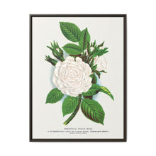Rose, Perpetual White Moss lithograph. Digitally enhanced from our own original 1900 edition plates of Botanical Specimen published by Rochester Lithographing - NOMADEN ART GALLERY