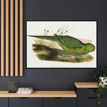 Green Ground Parrot (Pezoporus wallicus) colored wood-engraved plate by Alexander Francis Lydon