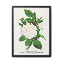Rose, Perpetual White Moss lithograph. Digitally enhanced from our own original 1900 edition plates of Botanical Specimen published by Rochester Lithographing - NOMADEN ART GALLERY